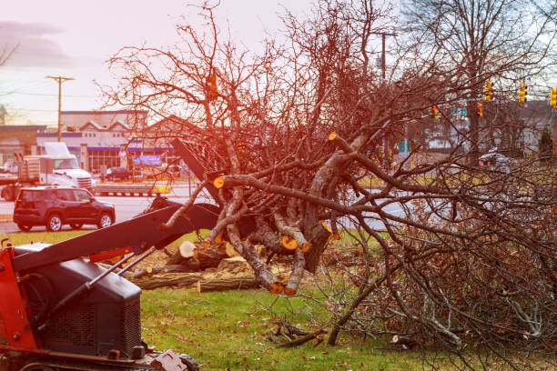 Trusted Takoma Park, MD Tree Removal Services Experts