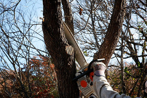 Best Hazardous Tree Removal  in Takoma Park, MD